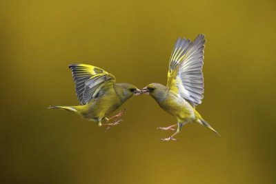 Marco Redaelli - Flying Kiss