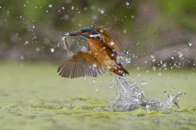 Marco Redaelli - Green Fishing