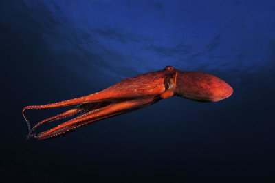 Barathieu Gabriel - Red Octopus