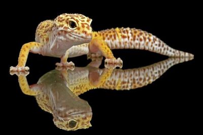 Dikky Oesin - Leopard Gecko