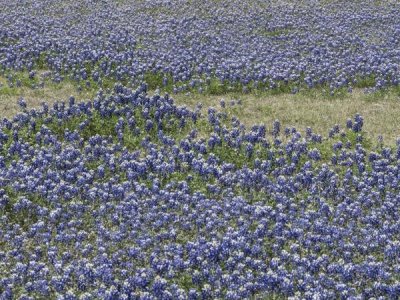 Carol Highsmith - A profusion of Bluebonnets, in a field in Boerne, TX
