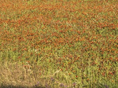 Carol Highsmith - A field of wildflowers near the town of Tenton in Fannin County, TX, 2014