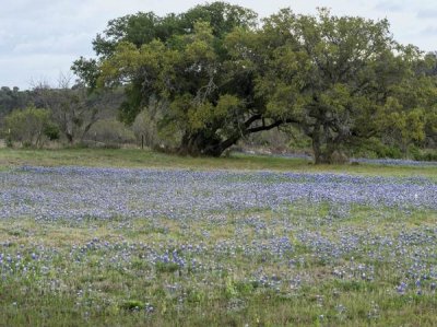 Carol Highsmith - Field of bluebonnets in the Texas Hill Country, near Burnet