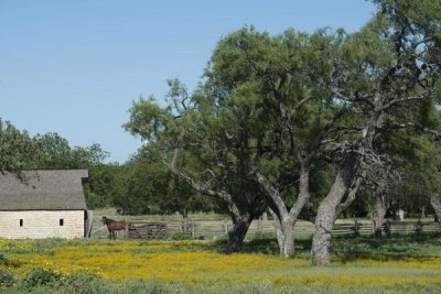 Carol Highsmith - Horse on a meadow in the Lyndon B. Johnson National Historical Park in Johnson City, TX