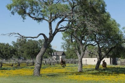 Carol Highsmith - Horses gallop toward the camera in a wildflower-rich National Park Service meadow in Johnson City, TX