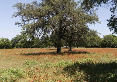 Carol Highsmith - Shade trees and wildflowers on the LBJ Ranch, near Stonewall in the Texas Hill Country