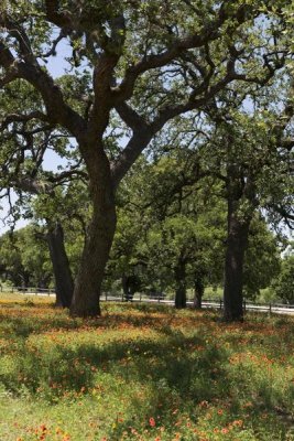 Carol Highsmith - Shade trees and wildflowers on the LBJ Ranch, near Stonewall in the Texas Hill Country