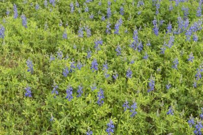 Carol Highsmith - Spring flowers in Big Thicket National Preserve