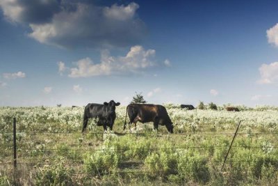 Carol Highsmith - Cows in a field of wildflowers in rural Hunt County near Greenville, TX