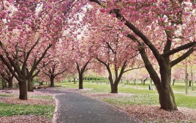 Katherine Gendreau - Cherry Parade