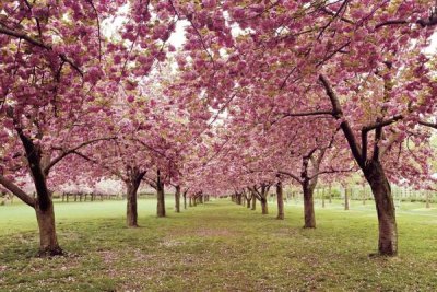 Katherine Gendreau - Hall of Cherries