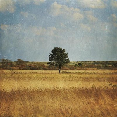 Katherine Gendreau - The Lonely Tree