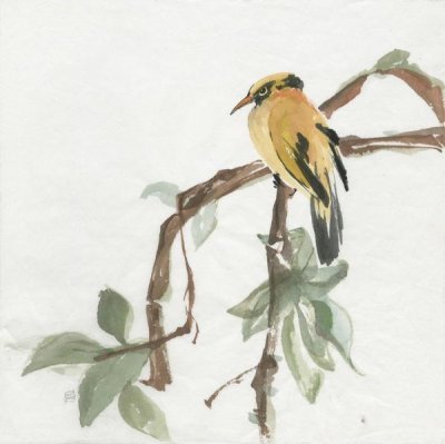 Chris Paschke - Black Napped Oriole