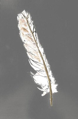 Chris Paschke - Gold Feathers II on Grey