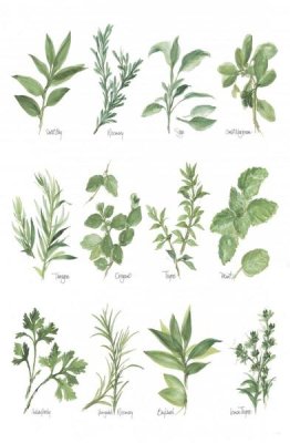 Chris Paschke - Herb Chart