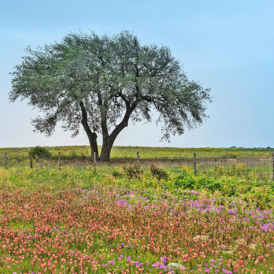 Carol Highsmith - Texas Wildflowers: Atascosa County