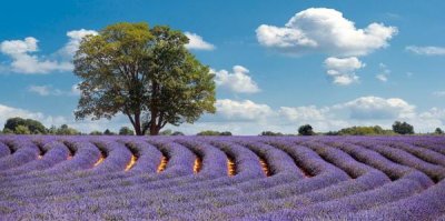 Pangea Images - Lavender Field in Provence, France