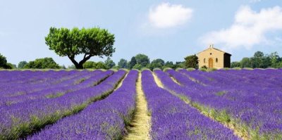 Pangea Images - Lavender Fields, France