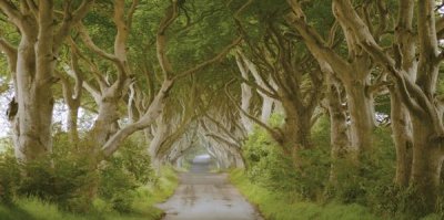 Pangea Images - The Dark Hedges, Ireland