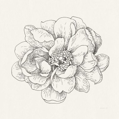 Danhui Nai - Pen and Ink Florals IV