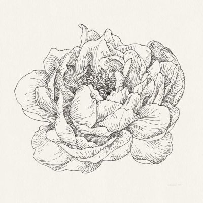 Danhui Nai - Pen and Ink Florals V