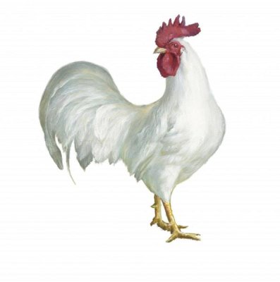 Danhui Nai - Noble Rooster I on White