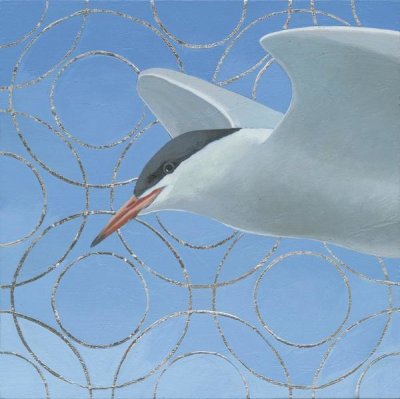 Kathrine Lovell - Common Tern