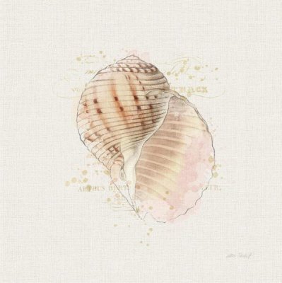 Katie Pertiet - Shell Collector V