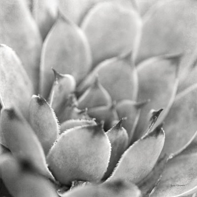 Laura Marshall - Garden Succulent I