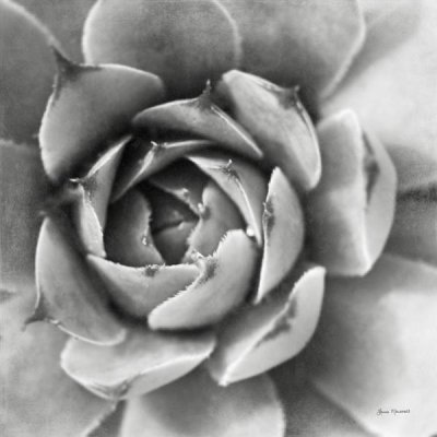 Laura Marshall - Garden Succulent II