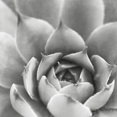 Laura Marshall - Garden Succulent III