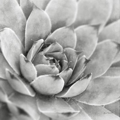 Laura Marshall - Garden Succulent IV