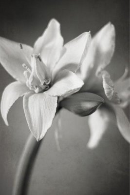 Laura Marshall - White Amaryllis I