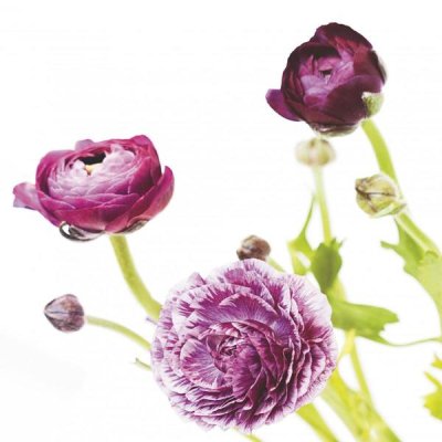 Laura Marshall - Spring Ranunculus II