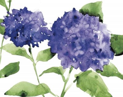 Anne Tavoletti - Bright Hydrangeas