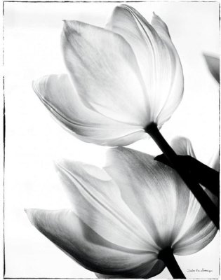 Debra Van Swearingen - Translucent Tulips II