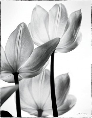 Debra Van Swearingen - Translucent Tulips III