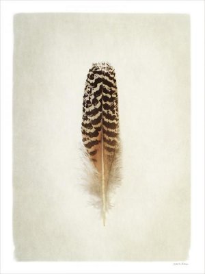 Debra Van Swearingen - Feather I