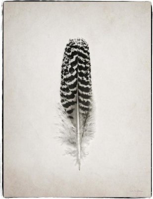 Debra Van Swearingen - Feather I - BW