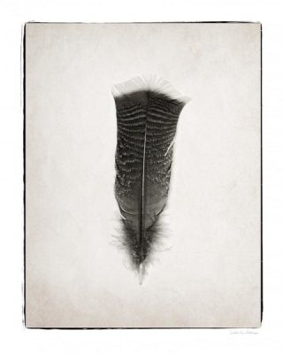 Debra Van Swearingen - Feather III - BW