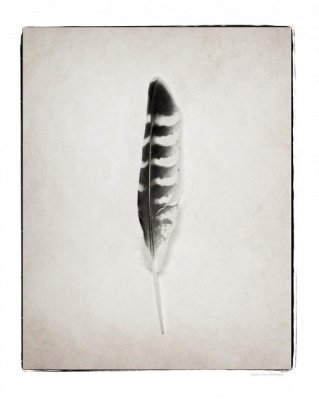 Debra Van Swearingen - Feather IV - BW