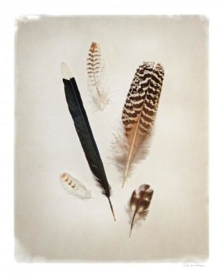 Debra Van Swearingen - Feather Group II