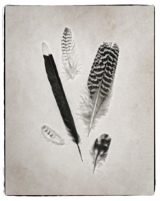 Debra Van Swearingen - Feather Group II - BW