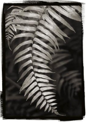 Debra Van Swearingen - Fern II