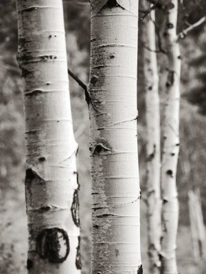 Debra Van Swearingen - Aspens I