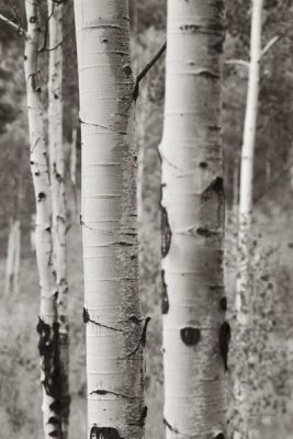 Debra Van Swearingen - Aspens II