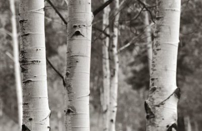 Debra Van Swearingen - Aspens  IV