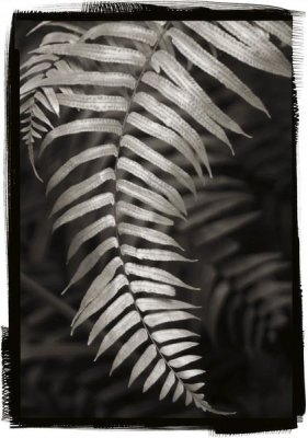 Debra Van Swearingen - Fern II v2