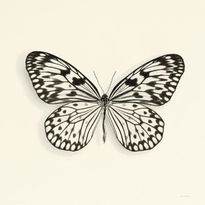 Debra Van Swearingen - Butterfly V - BW