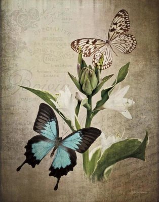 Debra Van Swearingen - Butterfly Botanical II